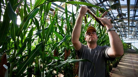 United States relaxes rules for biotech crops | Science
