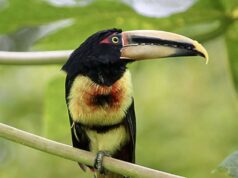 deforestation limits nesting habitat for cavity nesting birds