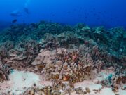 the weird way that human waste is killing corals