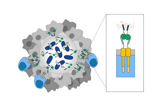 engineered bacteria paint targets on tumors for cancer killing t cells to see