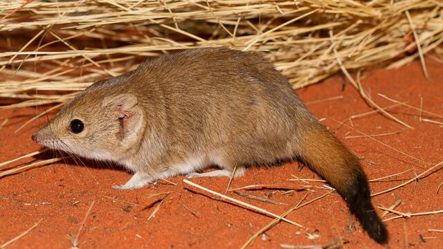 research reveals three new marsupial species though all likely extinct