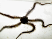 brittle stars can learn just fine even without a brain