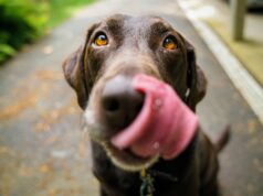 feeding dogs raw meat increases the risk of antibiotic resistant e coli
