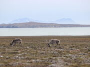 move over blitzen geese outpace reindeer impacts on arctic ecosystems
